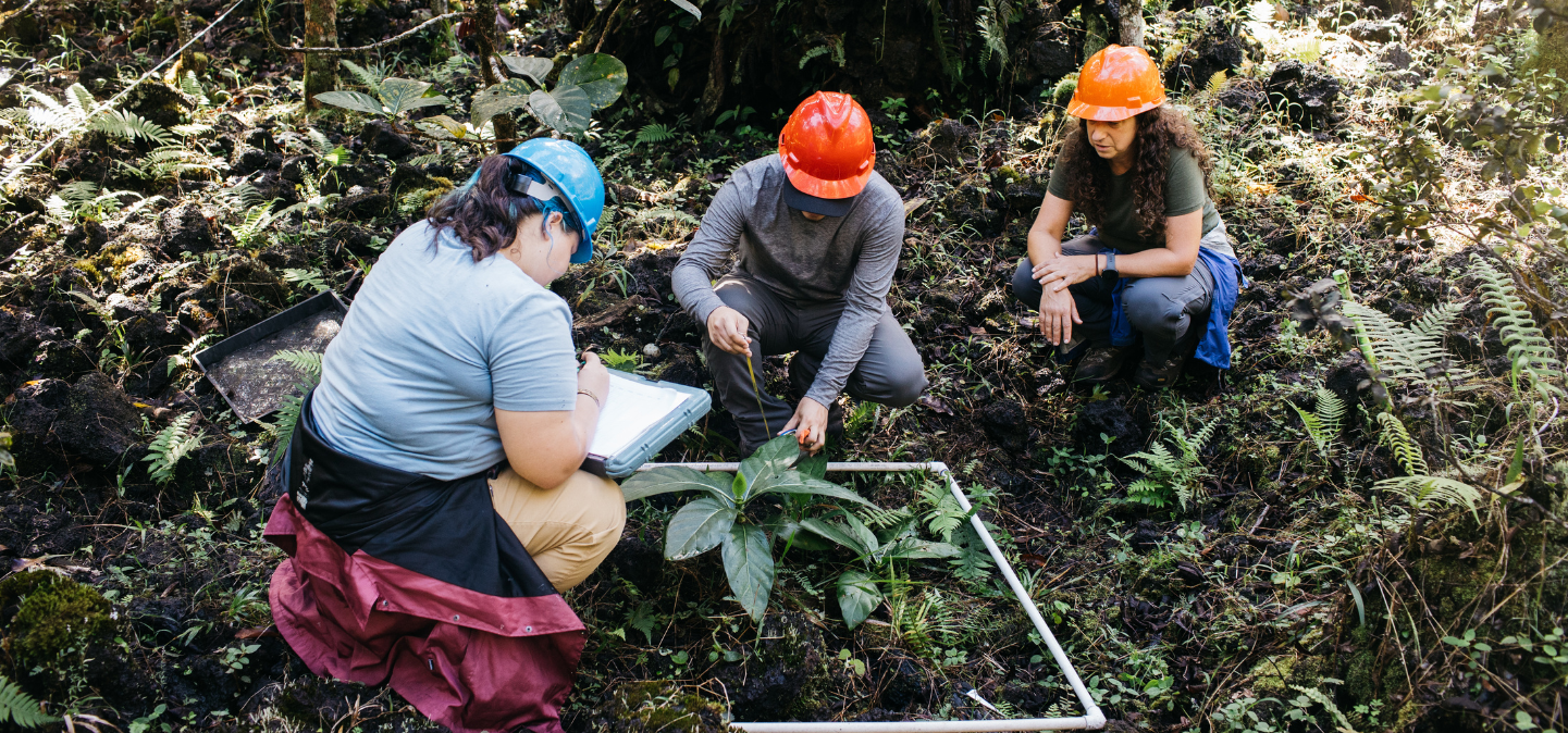 Three people crouching in a forest examining a plant
